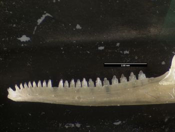 Media type: image;   Herpetology R-152460